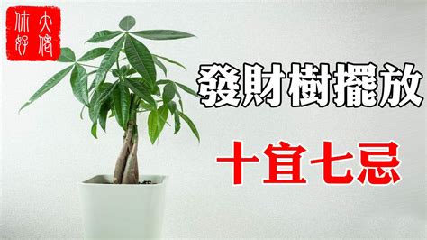 發財樹開花 風水|發財樹開花：財運爆發中